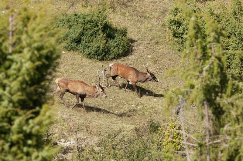 Un''arena molto contesa